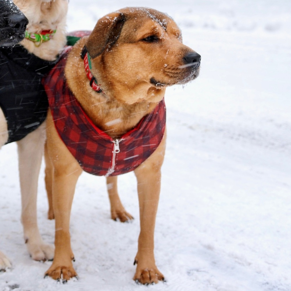 Lucy & Co. Reversible Puffer Dog Vest in Plaid